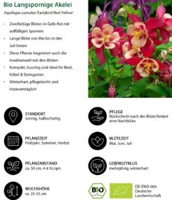 Bio Langspornige Akelei 'Earlybird Red Yellow'