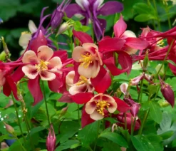 Bio Langspornige Akelei 'Earlybird Red Yellow'