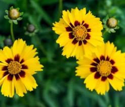 Bio Lanzettblättriges Mädchenauge 'Sterntaler'