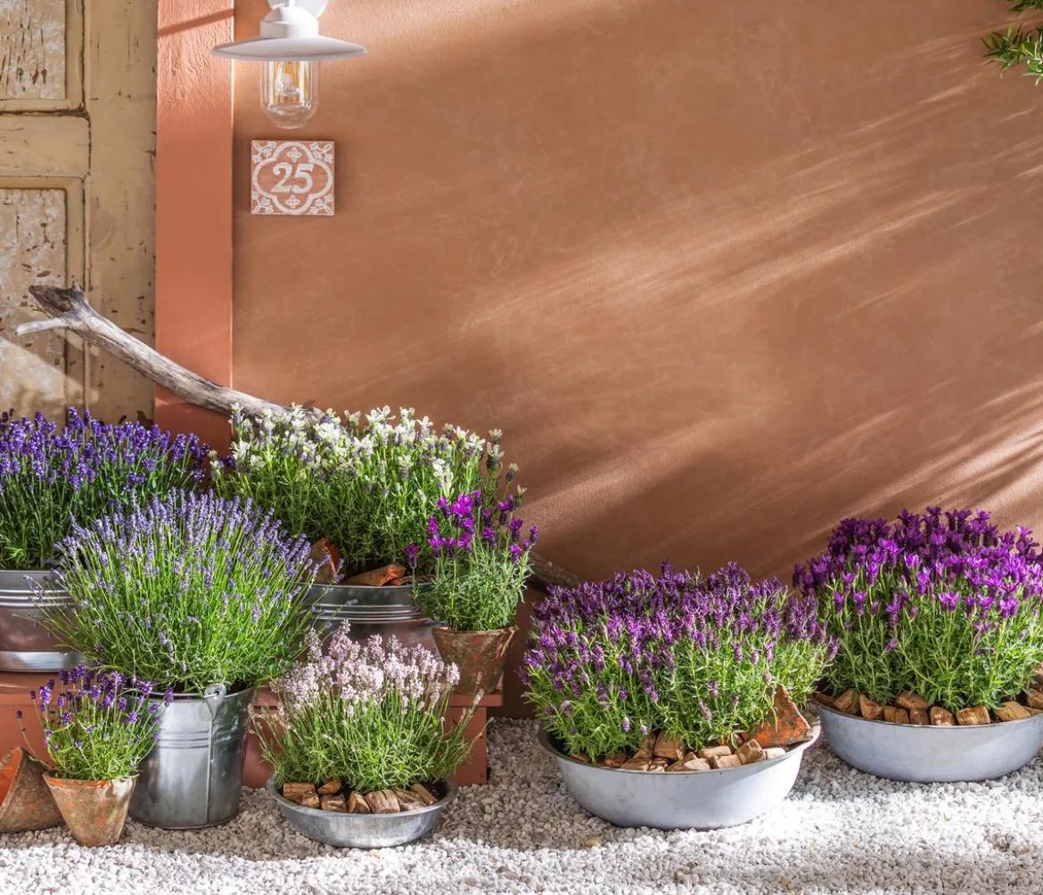 Bio Lavendel 'Edelweiß'
