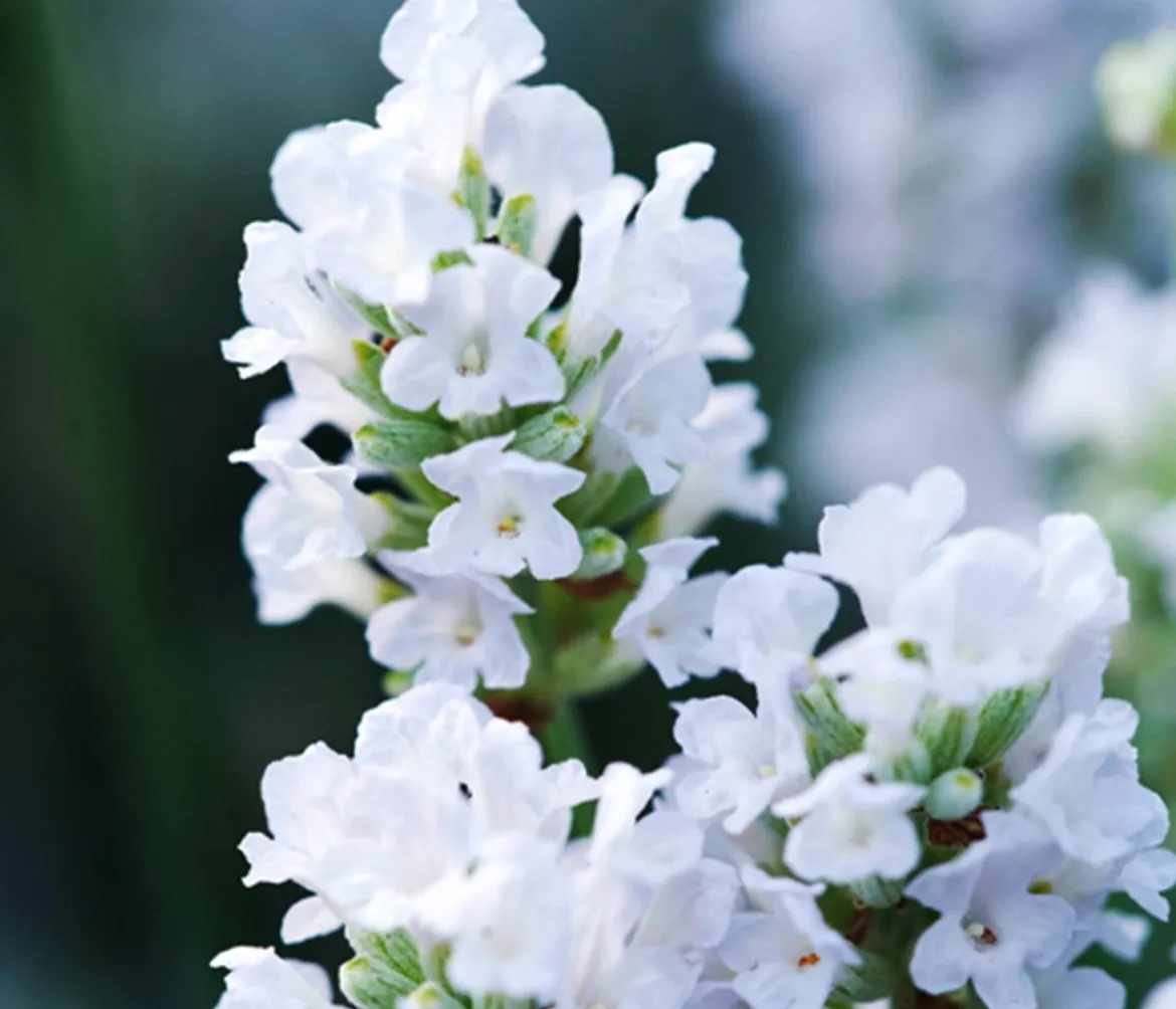 Bio Lavendel 'Edelweiß'