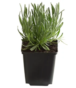 Bio Lavendel 'Edelweiß'