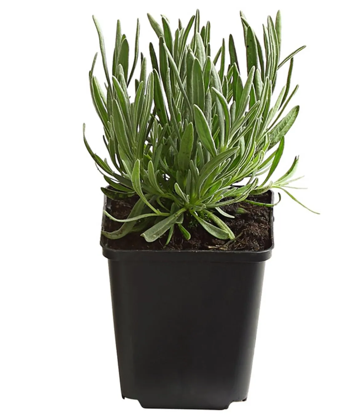 Bio Lavendel 'Edelweiß'