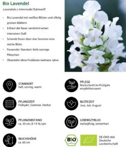 Bio Lavendel 'Edelweiß'