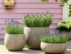 Bio Lavendel 'Hidcote Blue'