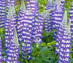 Bio Lupine, blau