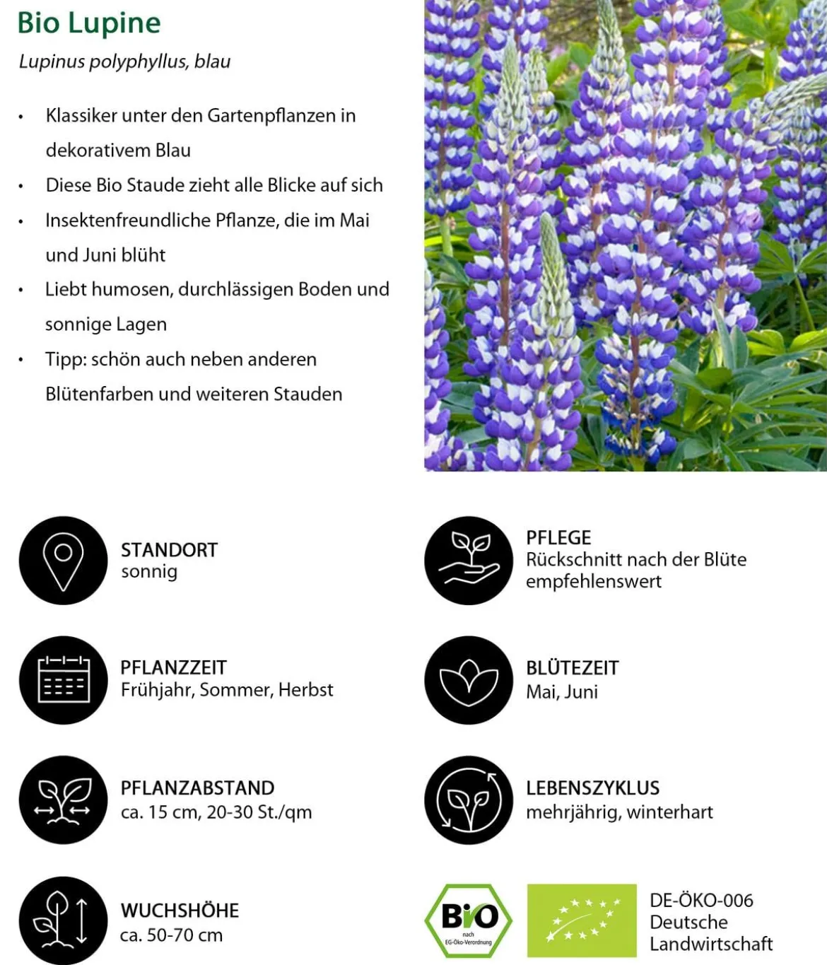 Bio Lupine, blau