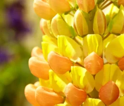 Bio Lupine, gelb