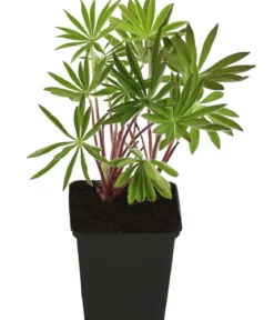 Bio Lupine, rosa