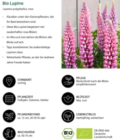 Bio Lupine, rosa