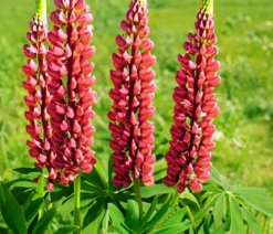Bio Lupine, rot