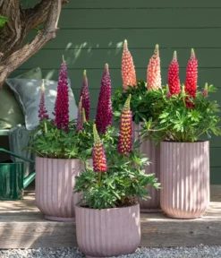 Bio Lupine, weiß