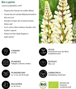 Bio Lupine, weiß