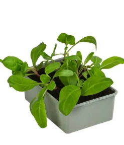 Bio Mangold, 6er Schale