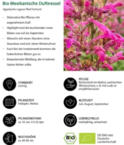 Bio Mexikanische Duftnessel 'Red Fortune'