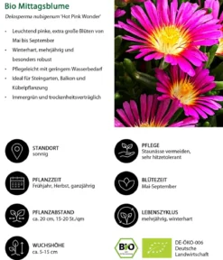 Bio Mittagsblume 'Hot Pink Wonder'
