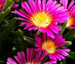 Bio Mittagsblume 'Hot Pink Wonder'