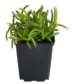 Bio Mittagsblume 'Wheels of Wonder® Orange Wonder'