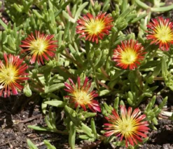 Bio Mittagsblume 'Wheels of Wonder® Orange Wonder'