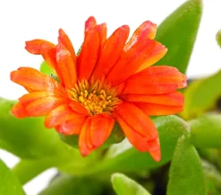 Bio Mittagsblume 'Wheels of Wonder® Fire Wonder'