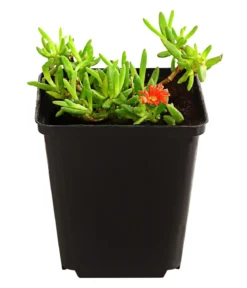 Bio Mittagsblume 'Wheels of Wonder® Fire Wonder'