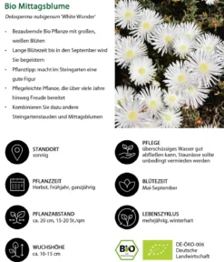 Bio Mittagsblume 'White Wonder'