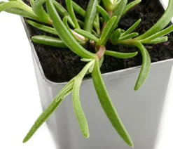 Bio Mittagsblume 'White Wonder'