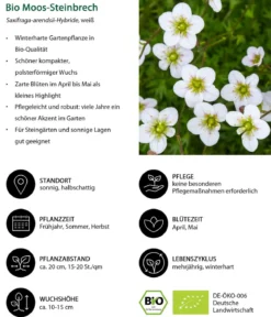 Bio Moos-Steinbrech, weiß
