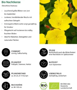 Bio Nachtkerze