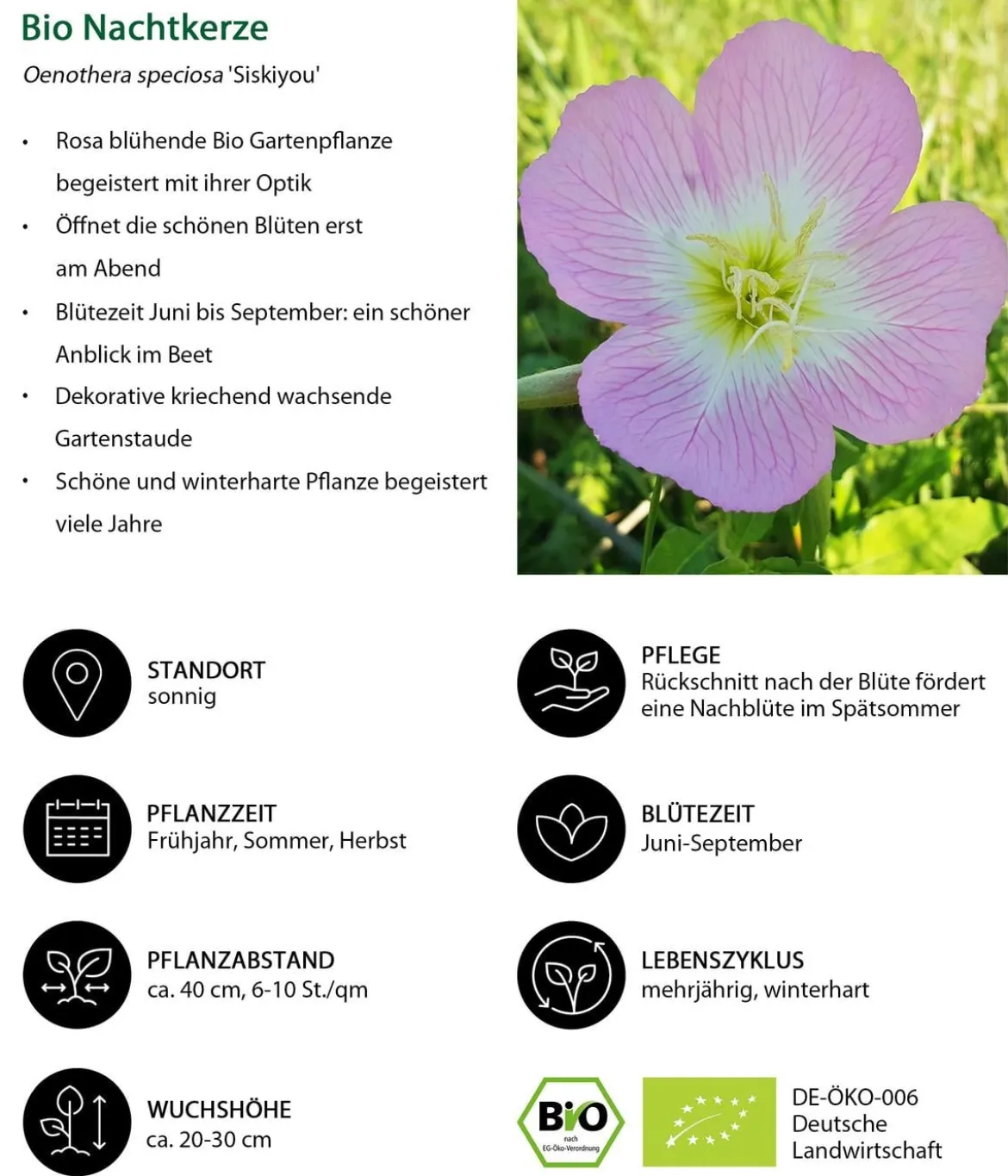 Bio Nachtkerze 'Siskiyou'