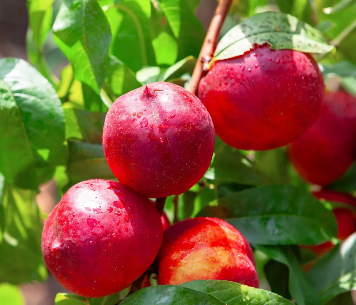 Bio Nektarine 'Nectared', Landlust Kollektion