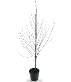 Bio Nektarine 'Nectared', Landlust Kollektion