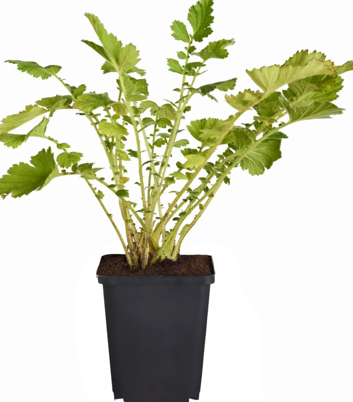 Bio Nelkenwurz 'Lady Stratheden'