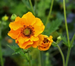Bio Nelkenwurz 'Lady Stratheden'
