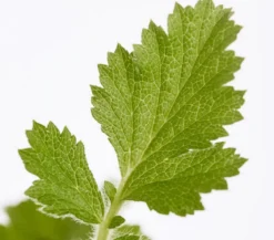 Bio Nelkenwurz 'Lady Stratheden'