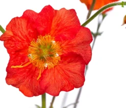 Bio Nelkenwurz 'Mrs. Bradshaw'