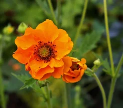 Bio Nelkenwurz 'Mrs. Bradshaw'