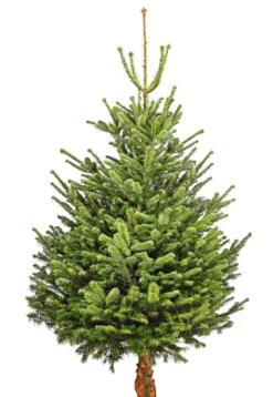 Bio Nordmann-Tanne, ca. 150-200 cm, gesägt