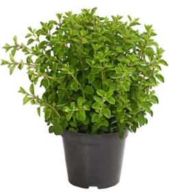 Bio Oregano
