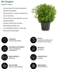 Bio Oregano