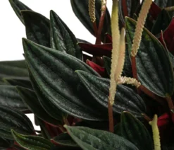 Bio Peperomie - Peperomia caperata 'Rosso'