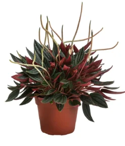 Bio Peperomie - Peperomia caperata 'Rosso'