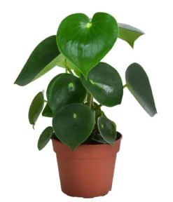 Bio Peperomie - Peperomia polybotrya