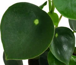 Bio Peperomie - Peperomia polybotrya