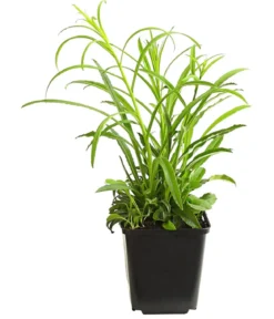 Bio Pfirsichblättrige Glockenblume