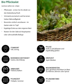 Bio Pflücksalat, 6er Schale