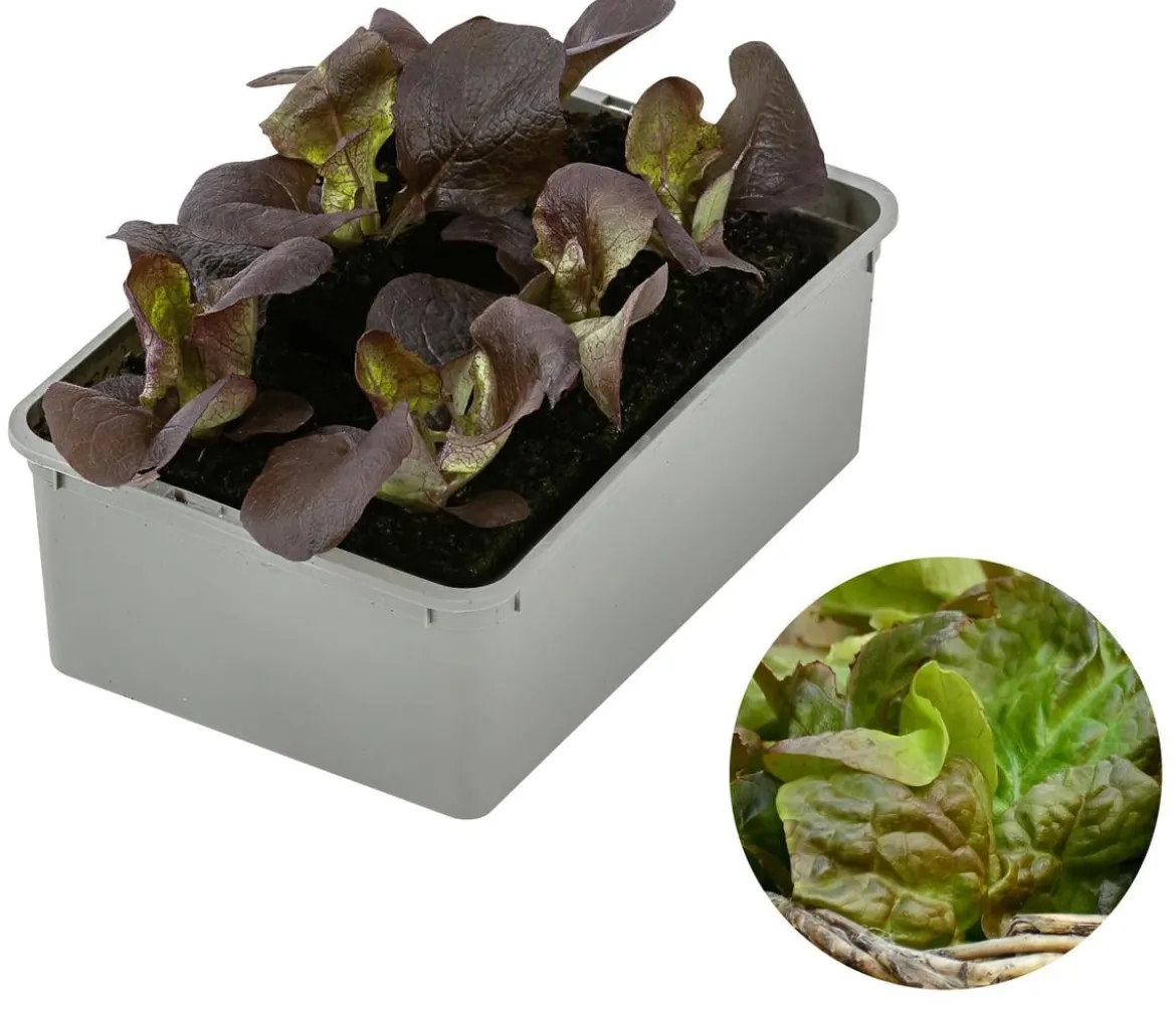 Bio Pflücksalat, 6er Schale