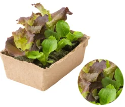 Bio Pflücksalat in Umweltschale, 6er Schale