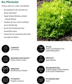 Bio Pflücksalat 'Lollo Bionda', 6er Schale
