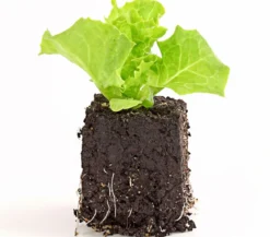 Bio Pflücksalat 'Lollo Bionda', 6er Schale